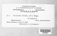 Anthracoidea caricis image